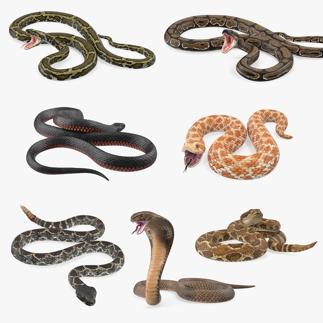 Rigged Snakes Collection 5 3D model preview