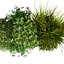 plant vol 1048 - Indoor - balcony - ampelous