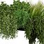 plant vol 1048 - Indoor - balcony - ampelous