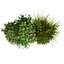 plant vol 1048 - Indoor - balcony - ampelous