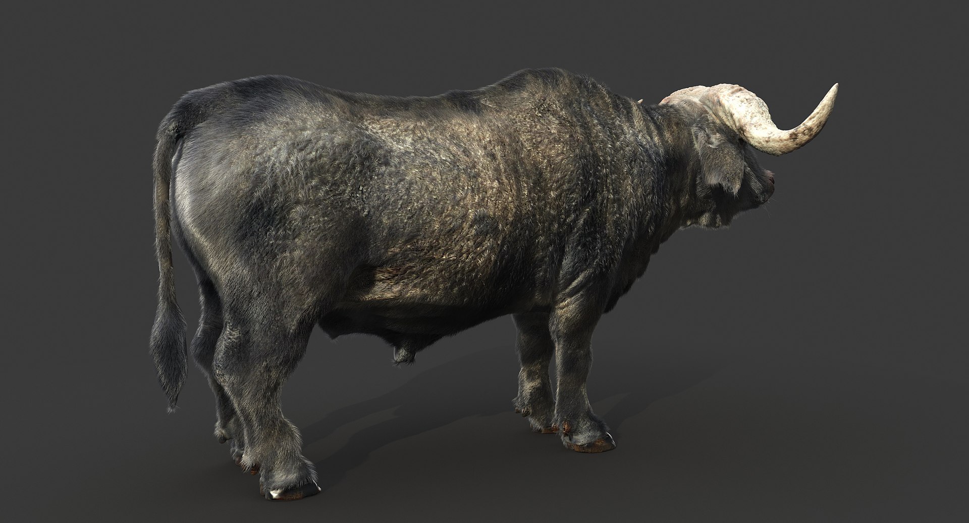 Cape Buffalo 3D Model - TurboSquid 1236872