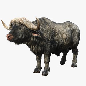 cape buffalo 3D model