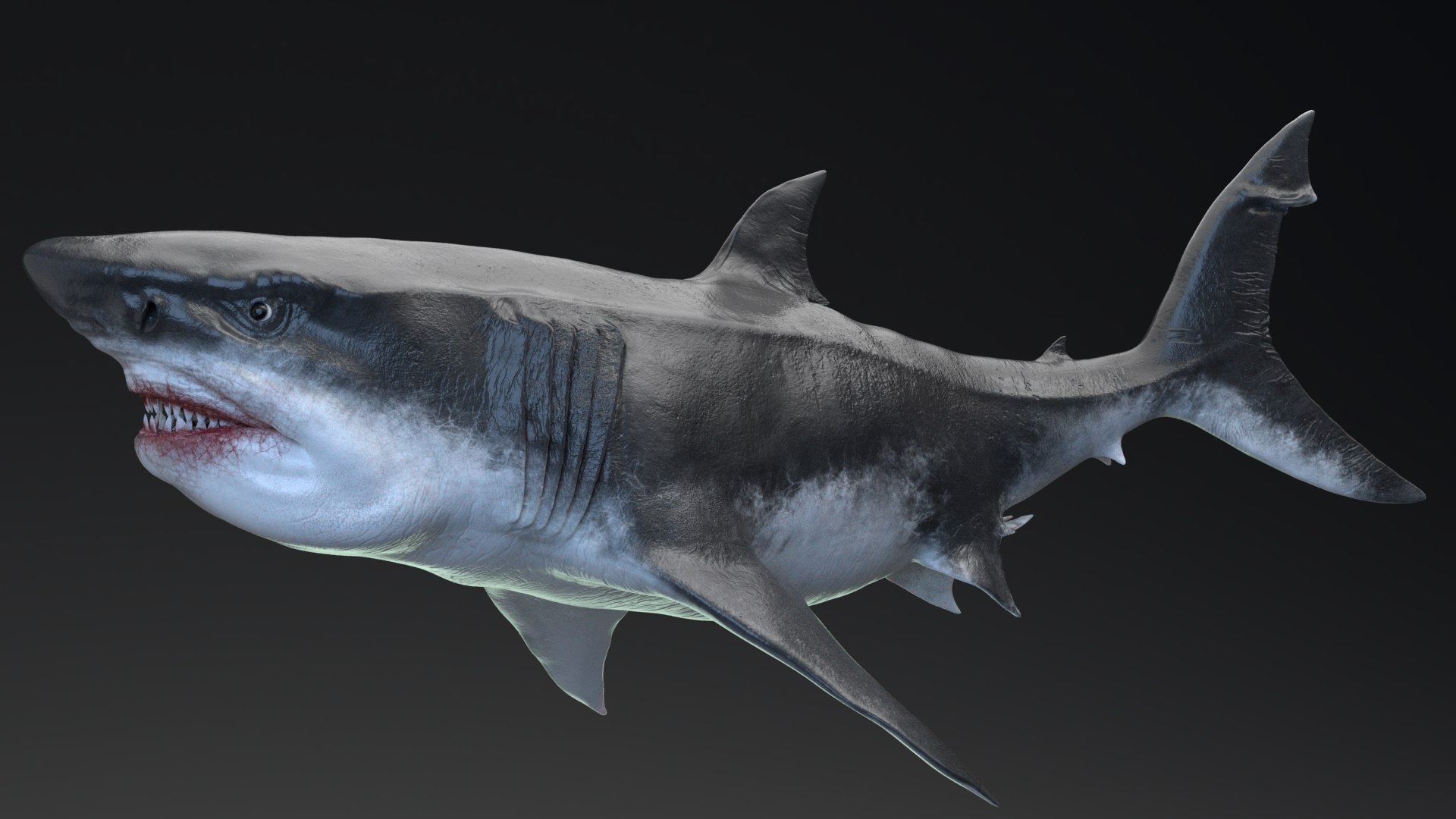 3D MEGALODON - Sea Monster Series 5 https://p.turbosquid.com/ts-thumb/Ko/WehRuQ/Sm/t3/jpg/1633453916/1920x1080/fit_q87/e638c6817632ca247655b48b1162dc02370ed413/t3.jpg