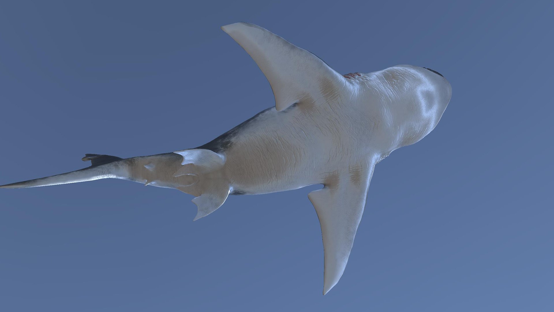 3D MEGALODON - Sea Monster Series 5 https://p.turbosquid.com/ts-thumb/Ko/WehRuQ/Z5/t19/jpg/1633453916/1920x1080/fit_q87/69638eb668b3187a76c12b8cf4b11b7d83c615e5/t19.jpg
