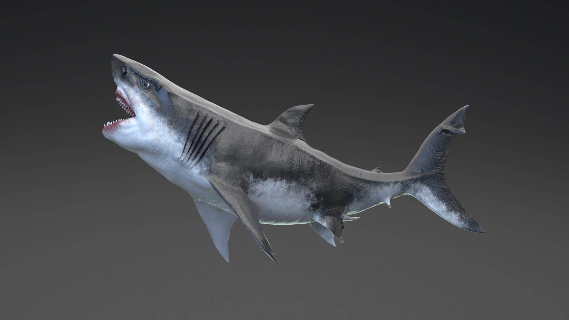 3D MEGALODON - Sea Monster Series 5 https://p.turbosquid.com/ts-thumb/Ko/WehRuQ/fp/t5/jpg/1633453916/1920x1080/fit_q87/630f42c5dbdb8eade0fdaabe43b7f1a8af869ca4/t5.jpg