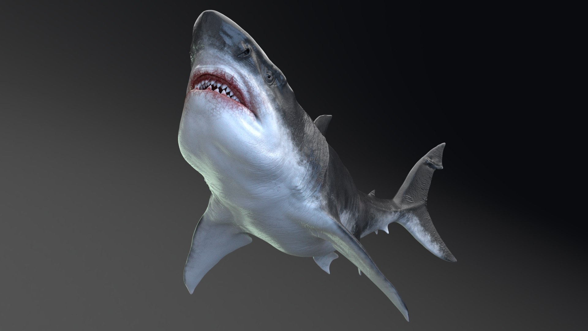 3D MEGALODON - Sea Monster Series 5 https://p.turbosquid.com/ts-thumb/Ko/WehRuQ/td/t7/jpg/1633453917/1920x1080/fit_q87/c18376202e40213f9eee31561025f7a4d267cd54/t7.jpg