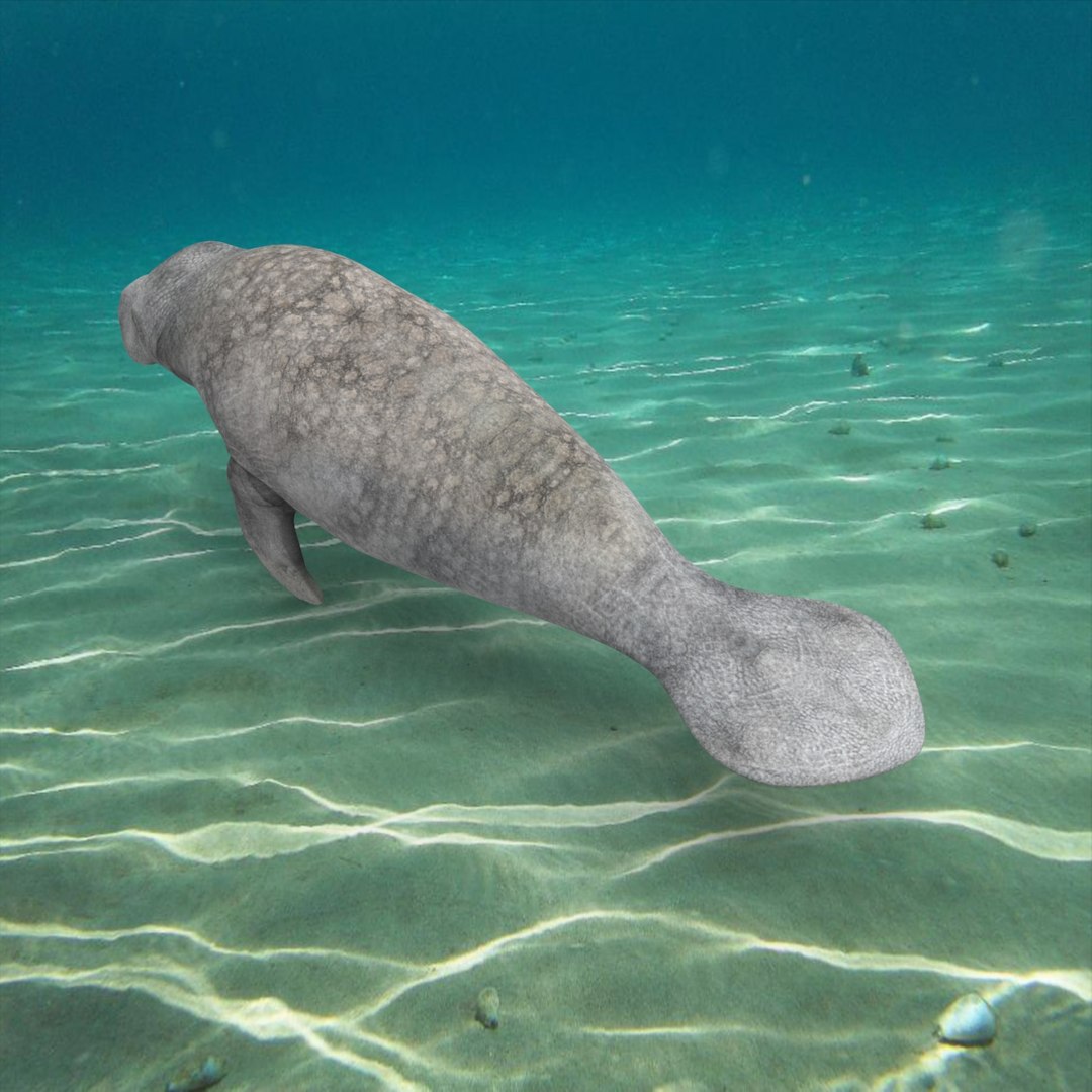 3d Model Manatees