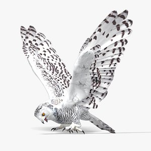 Snowy Owl - Rigged and Animated Low Poly 3D Model