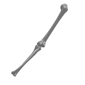 Skeleton Arm