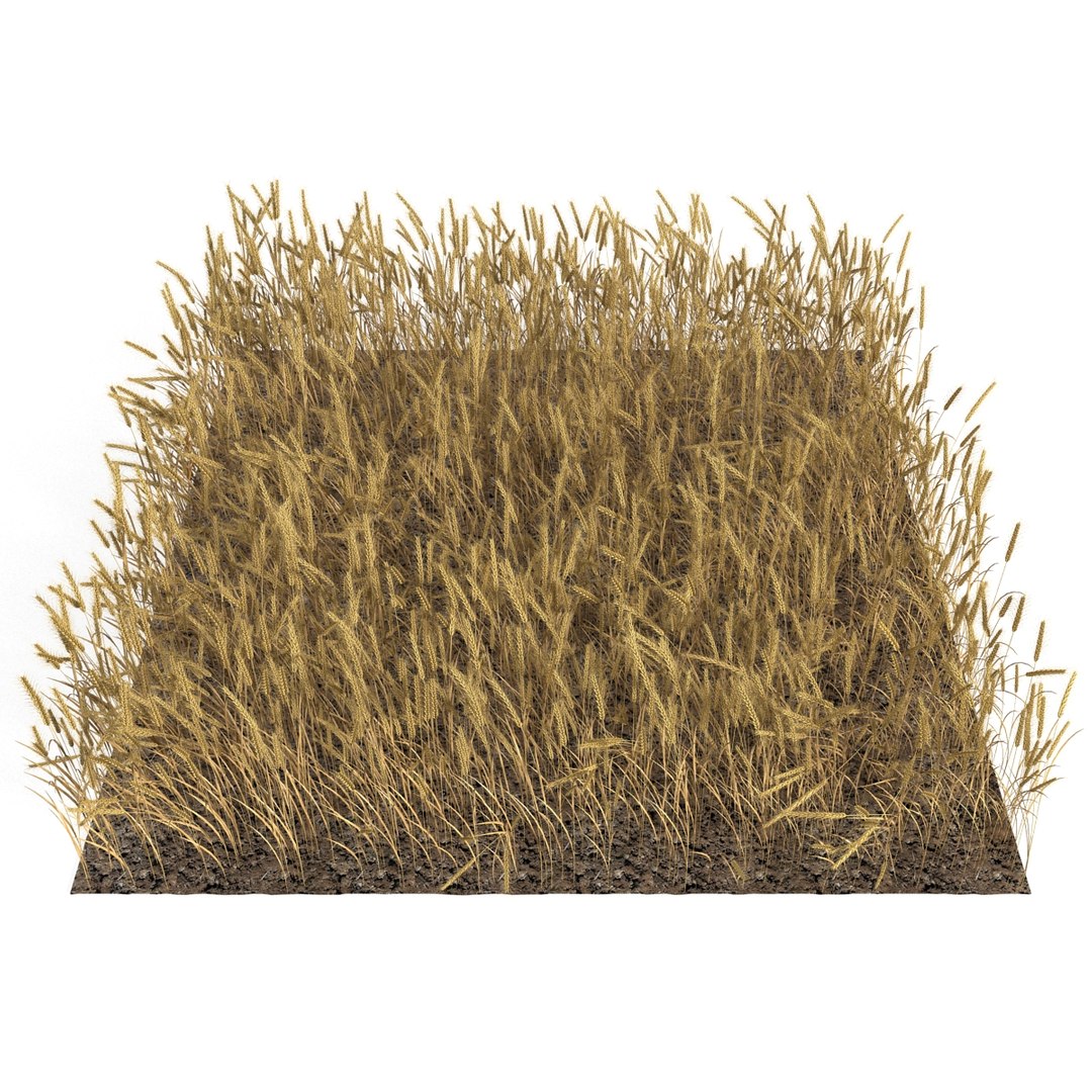 wheat field max https://p.turbosquid.com/ts-thumb/Kp/6V5TiF/2Qgpr56K/wheatfield_4/jpg/1414689527/1920x1080/fit_q87/6929dae1e6c00bbae9a7de9e4b3467c7528c0da6/wheatfield_4.jpg