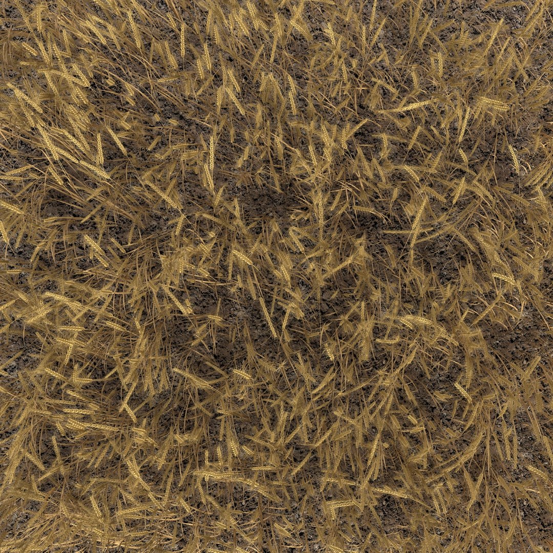 wheat field max https://p.turbosquid.com/ts-thumb/Kp/6V5TiF/VitvP5L3/wheatfield_6/jpg/1414689532/1920x1080/fit_q87/91b7b4fc0fc3a6b9dd307a195b22e03b1201741e/wheatfield_6.jpg