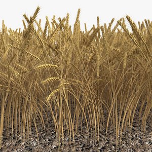 wheat field max