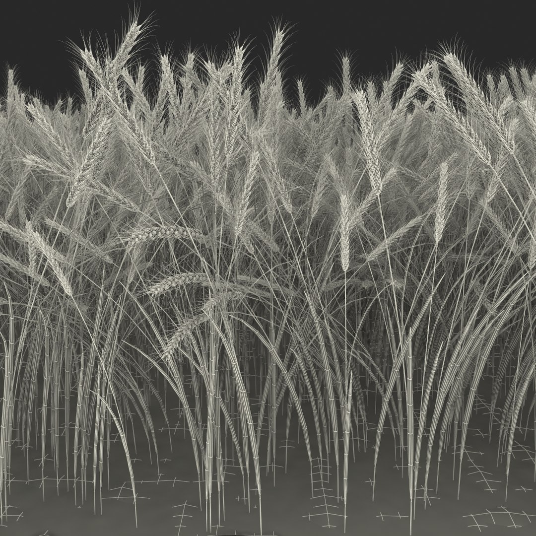 wheat field max https://p.turbosquid.com/ts-thumb/Kp/6V5TiF/sR4gU2LP/wheatfield_11/jpg/1414689543/1920x1080/fit_q87/cedc0c9bbe8bfb004f0c2a4616e0d90d04b40410/wheatfield_11.jpg