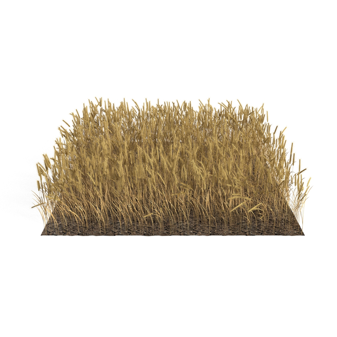 wheat field max https://p.turbosquid.com/ts-thumb/Kp/6V5TiF/vSiygfx9/turntablefile_360/jpg/1414689576/1920x1080/turn_fit_q99/843d77dfece531a5068ab2dfc57825638b758b41/turntablefile_360-1.jpg