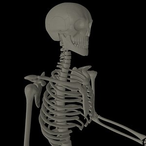 skeleton