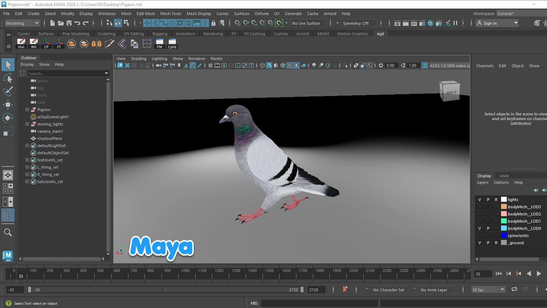 realistic rock pigeon animations model https://p.turbosquid.com/ts-thumb/Kp/Iz2Tfv/IR/1920.1080_maya2/jpg/1689323580/1920x1080/fit_q87/b91c74eee5fbedb7f8475b938bc7a78717501784/1920.1080_maya2.jpg
