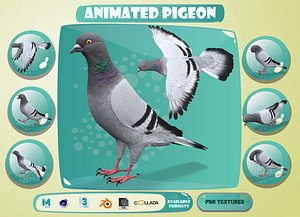 realistic rock pigeon animations model