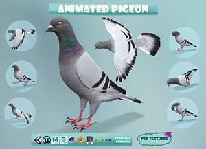 realistic rock pigeon animations model