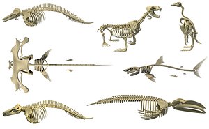 aquatic skeletons model