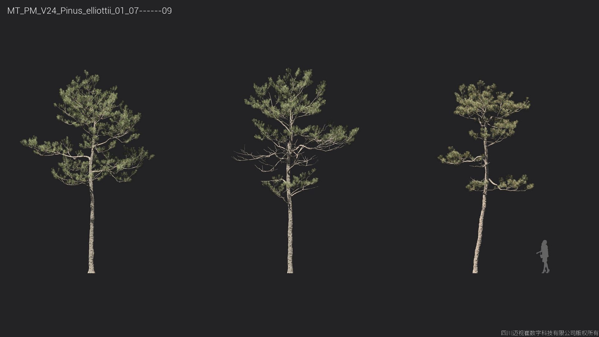 Plant Models Vol 24 - Mesh 3D model https://p.turbosquid.com/ts-thumb/Kp/ORAgu6/1N/mt_pm_v24_pinus_elliottii_01_0709/jpg/1781170324/1920x1080/fit_q87/26a3cecbea552ba767ff5ba930739a7407064fa2/mt_pm_v24_pinus_elliottii_01_0709.jpg