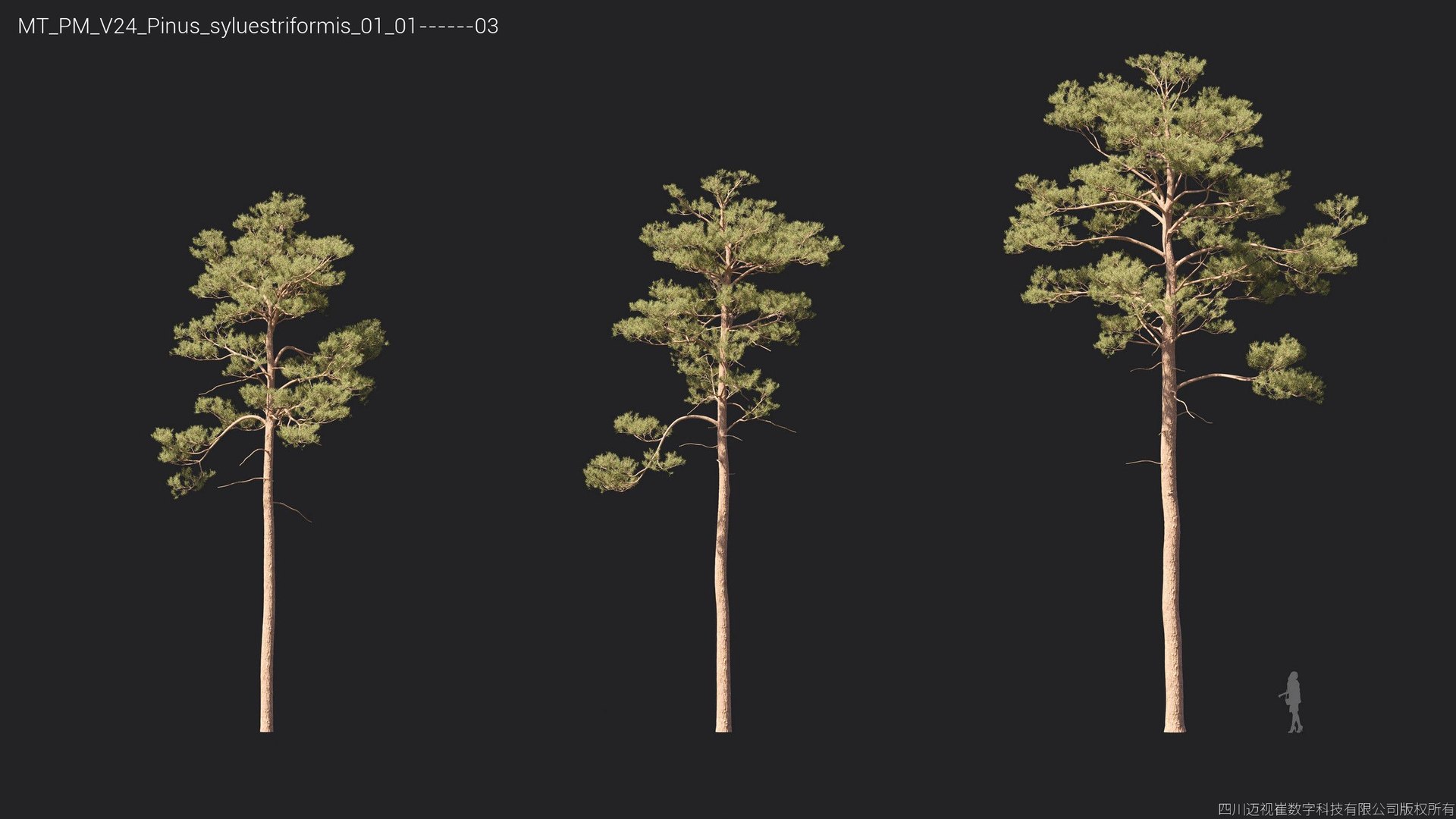 Plant Models Vol 24 - Mesh 3D model https://p.turbosquid.com/ts-thumb/Kp/ORAgu6/a3/mt_pm_v24_pinus_syluestriformis_01_0103/jpg/1781170325/1920x1080/fit_q87/e207c6a4353513f496cc626e31bf853bbcd30d40/mt_pm_v24_pinus_syluestriformis_01_0103.jpg