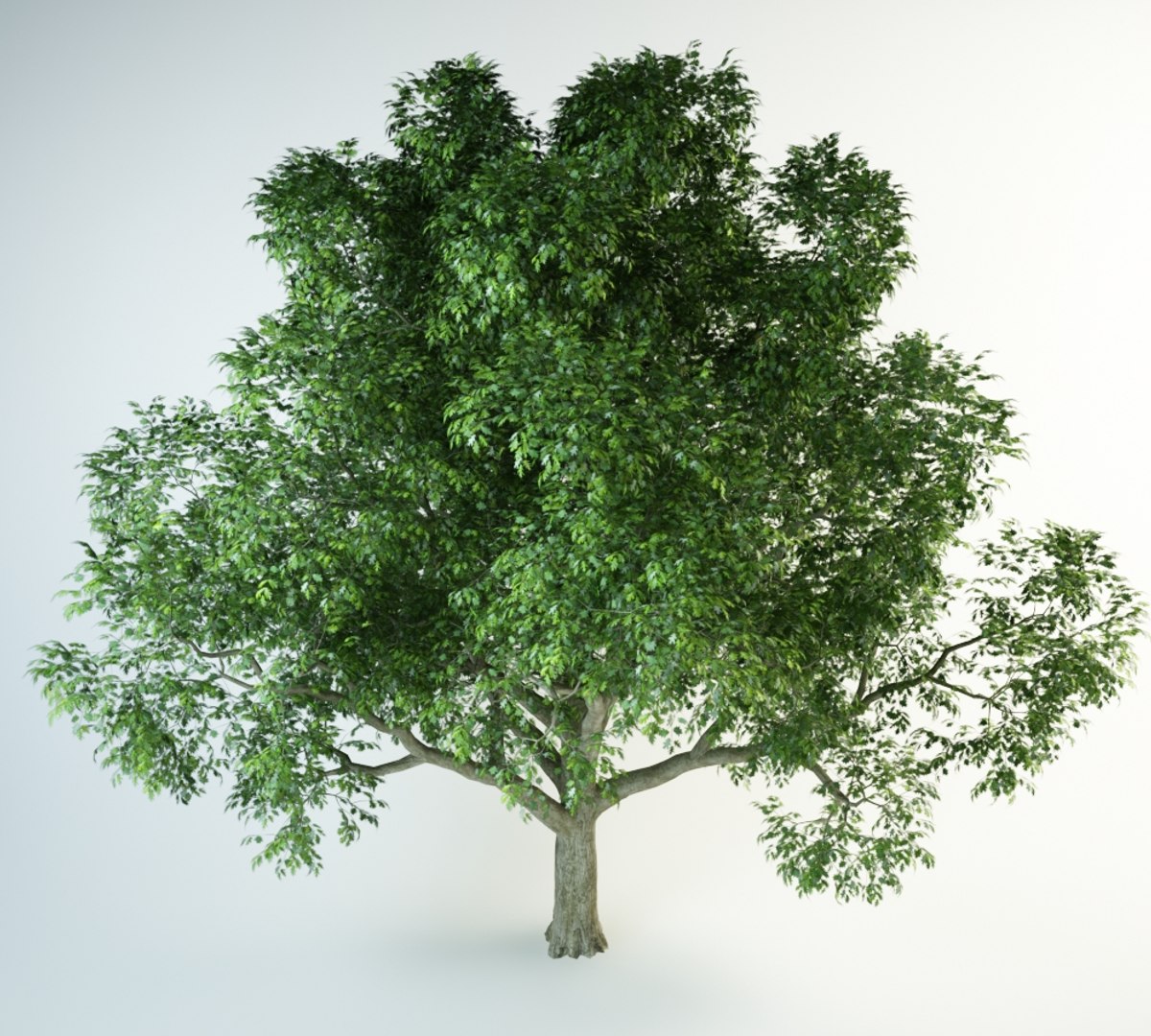 red oak 3D model https://p.turbosquid.com/ts-thumb/Kp/PH4QzL/52uxpx7G/red_oak_10000.rgb_color.0002/jpg/1554298328/1920x1080/fit_q87/05309be4c04acc3bf37d925ce547b3a97bb011b3/red_oak_10000.rgb_color.0002.jpg