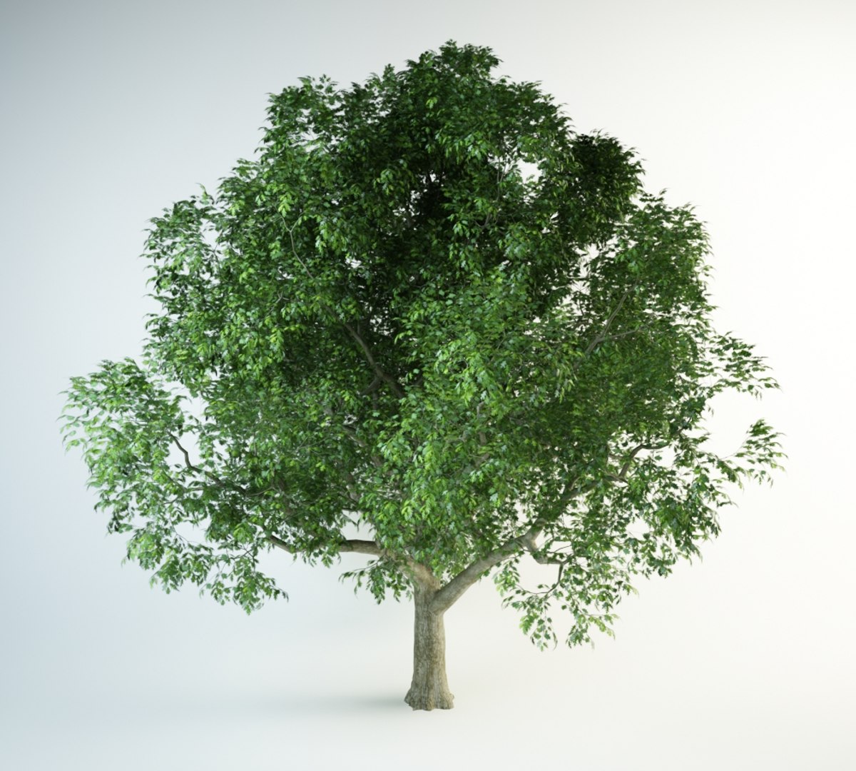 red oak 3D model https://p.turbosquid.com/ts-thumb/Kp/PH4QzL/LQl9GUAG/red_oak_10000.rgb_color.0001/jpg/1554298328/1920x1080/fit_q87/80867efaa4233b201d4dc79a52ea77c96102a76d/red_oak_10000.rgb_color.0001.jpg