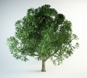 red oak tree