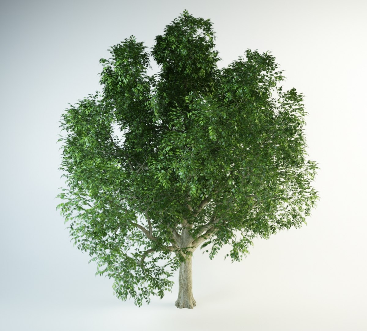 red oak 3D model https://p.turbosquid.com/ts-thumb/Kp/PH4QzL/k9YGDHJn/red_oak_10000.rgb_color.0004/jpg/1554298328/1920x1080/fit_q87/cfbfadf33140de34adc7fb4f2a6ec9f470ea4a94/red_oak_10000.rgb_color.0004.jpg