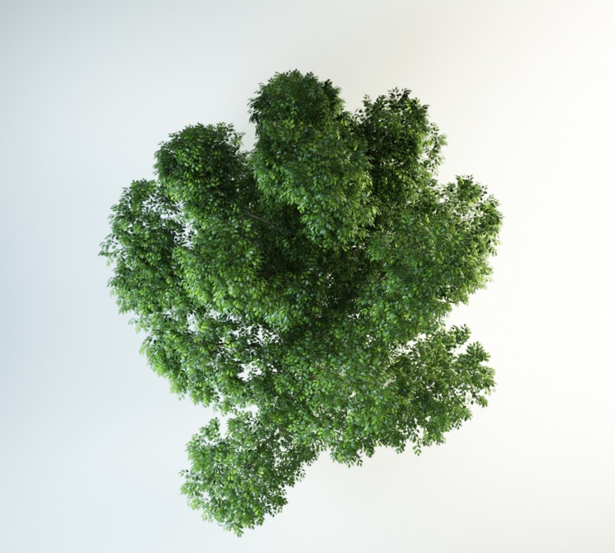 red oak 3D model https://p.turbosquid.com/ts-thumb/Kp/PH4QzL/oCLWY7Aj/red_oak_10000.rgb_color.0005/jpg/1554298328/1920x1080/fit_q87/00c4d42c5c6b66356e32e2c5c8577e09df0696fe/red_oak_10000.rgb_color.0005.jpg