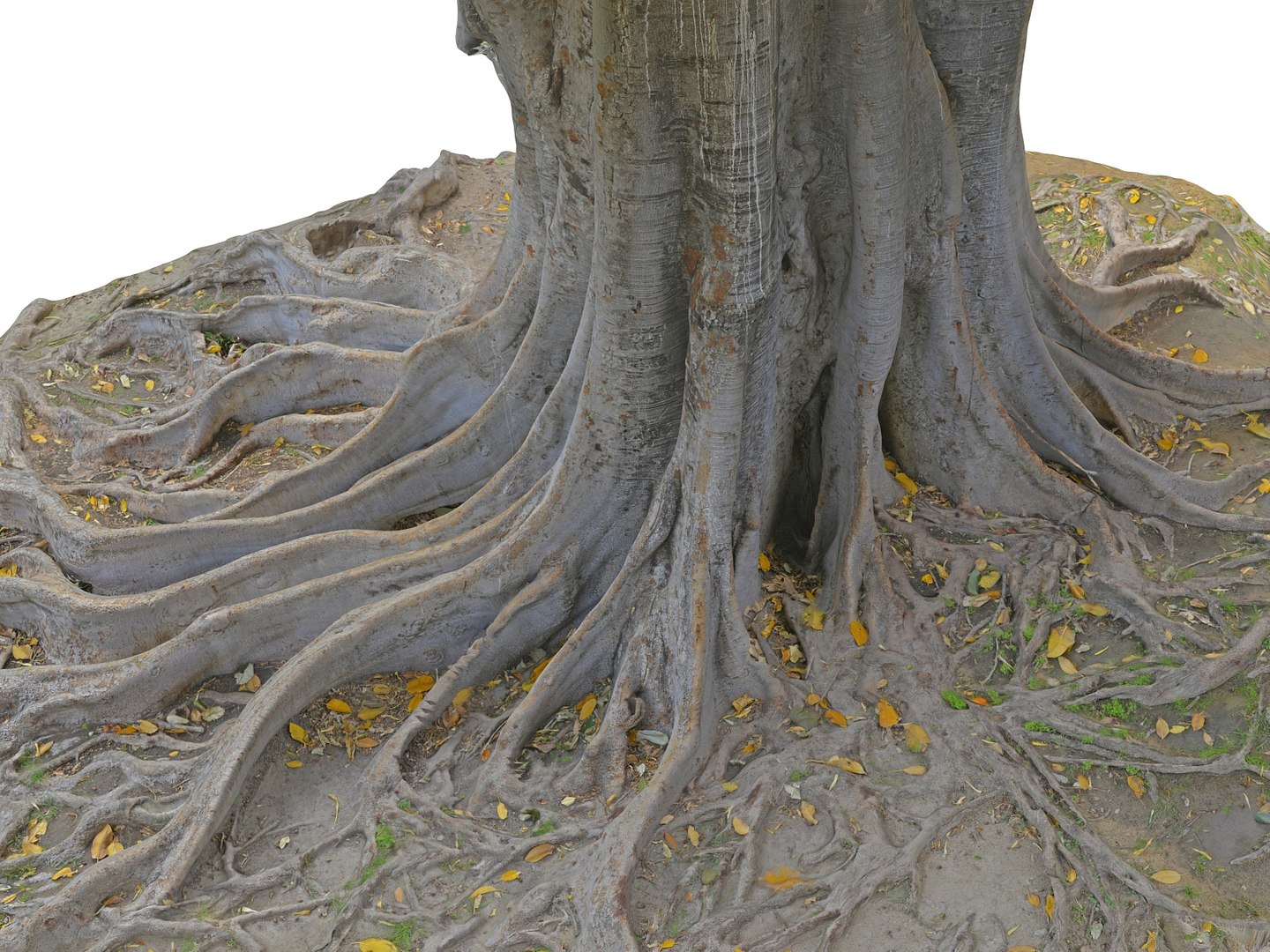 3D Giant Tree Jungle - TurboSquid 1408748