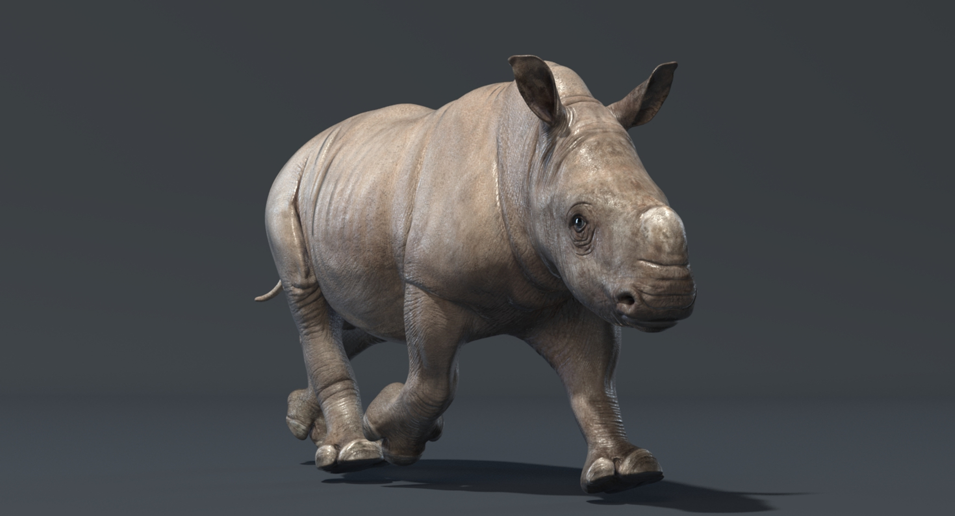 rhino rigged baby 3D https://p.turbosquid.com/ts-thumb/Kp/WnJFaA/GNNjCBhN/rhino_baby_trot/jpg/1548743067/1920x1080/turn_fit_q99/94b135bd96969a486e56615d7c41c0e90fc0f87f/rhino_baby_trot-1.jpg