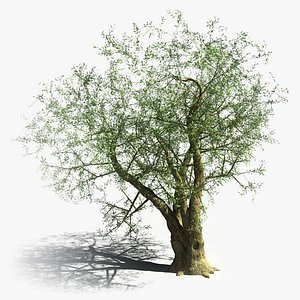 Olive Tree