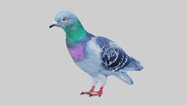 Fully Rigged Low Poly Standing Pigeon model - TurboSquid 1760181