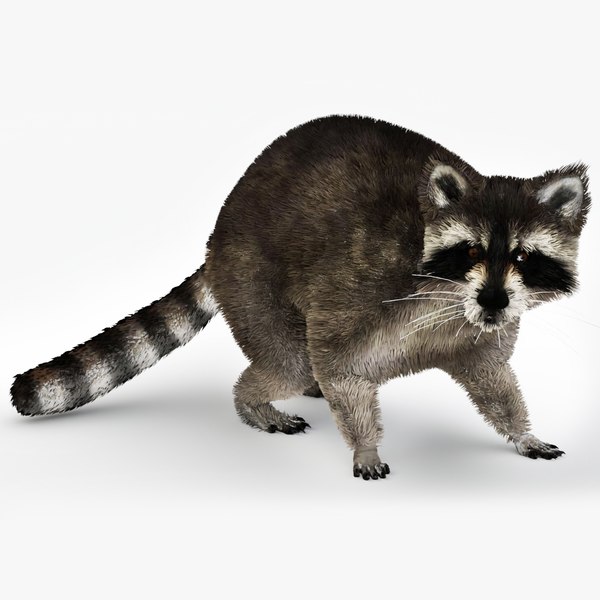 Animated Raccoon with MAYA XGEN Fur 3D - TurboSquid 1991458