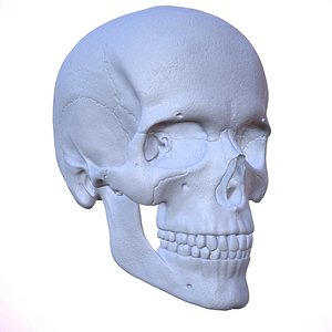 3D Detailed High and Low Poly Human Skull 3D model
