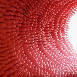 Intestinal villi Animation