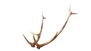 3D deer antlers