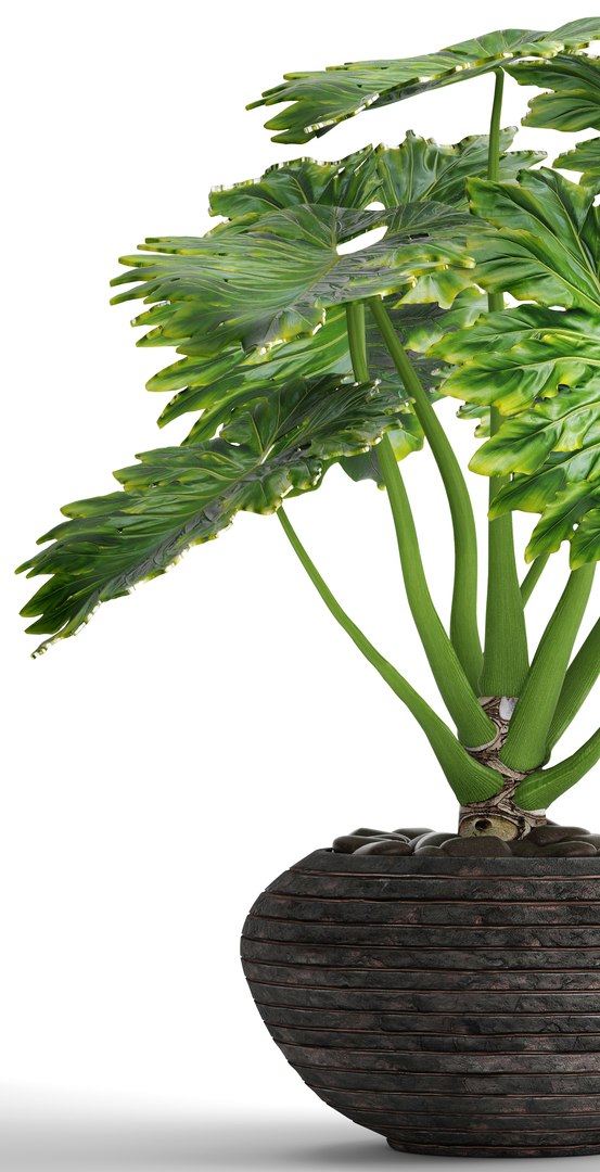 philodendron 3D https://p.turbosquid.com/ts-thumb/Kq/NDFwwk/HgBx5Bp7/philodendron01/jpg/1495406969/1920x1080/fit_q87/9a2f5183a60aa3370e585b33aa79ffe664ea9920/philodendron01.jpg