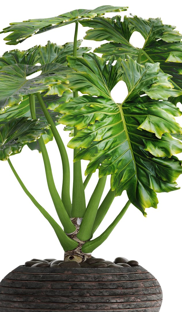 philodendron 3D https://p.turbosquid.com/ts-thumb/Kq/NDFwwk/JvifjLdC/philodendron06/jpg/1495406969/1920x1080/fit_q87/b74321b8a81dac59707d4a840ab581d6a75cdb83/philodendron06.jpg