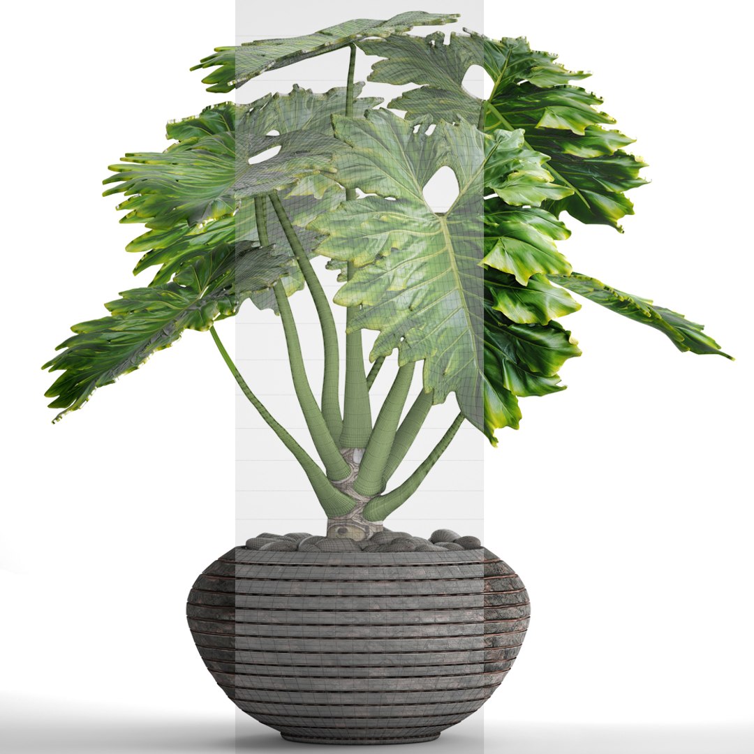 philodendron 3D https://p.turbosquid.com/ts-thumb/Kq/NDFwwk/O7AVLrAn/philodendron07/jpg/1495406969/1920x1080/fit_q87/ec441fe4f24f1f0d5cab28a3ce61d5017e8d0296/philodendron07.jpg