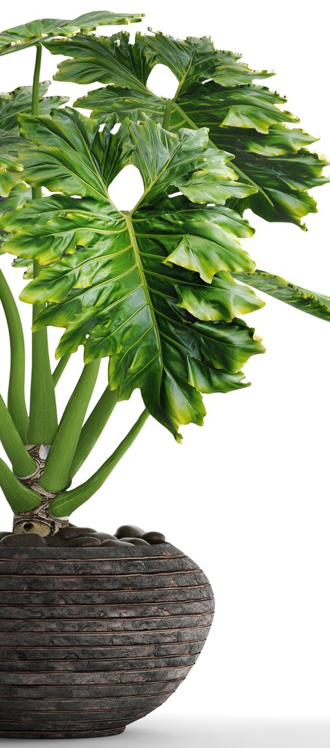philodendron 3D https://p.turbosquid.com/ts-thumb/Kq/NDFwwk/QdJbLUzg/philodendron02/jpg/1495406969/1920x1080/fit_q87/7b7d2bf5e5d3fb06209d9b2a1d5e9a16a160ca8e/philodendron02.jpg