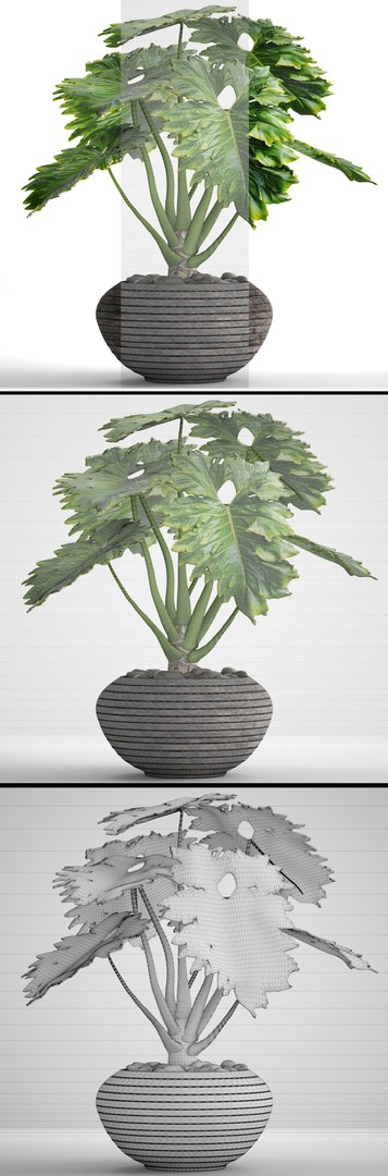 philodendron 3D https://p.turbosquid.com/ts-thumb/Kq/NDFwwk/Rz6IwFD8/philodendron10/jpg/1495406969/1920x1080/fit_q87/2d407a820c584d15fa4f1362fe1a7200af46097f/philodendron10.jpg