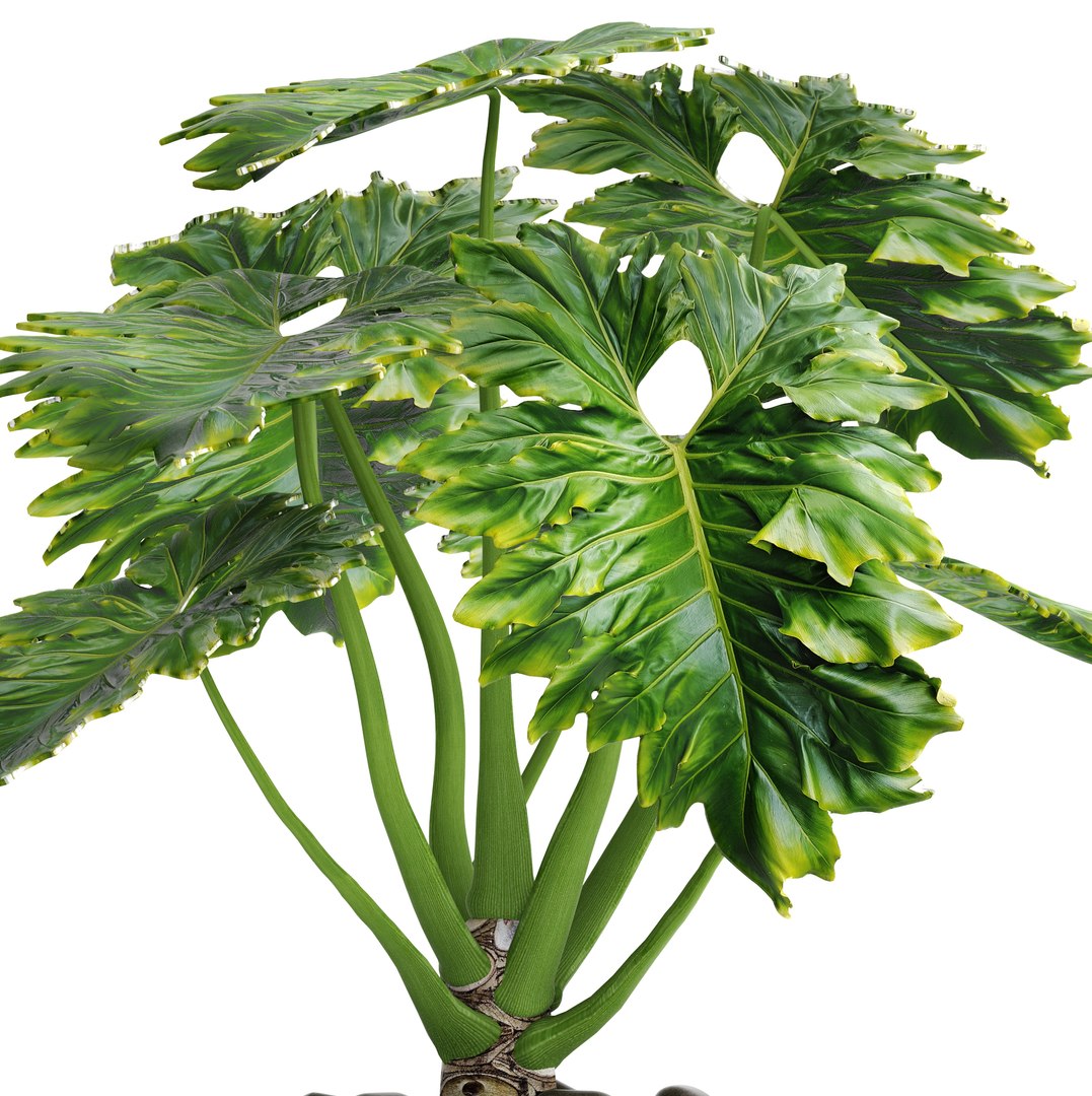 philodendron 3D https://p.turbosquid.com/ts-thumb/Kq/NDFwwk/a79DCqGB/philodendron05/jpg/1495406969/1920x1080/fit_q87/00b8bdffee4406c1e8c261075db9fb37e0a27f9a/philodendron05.jpg