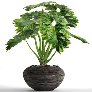 philodendron 3D
