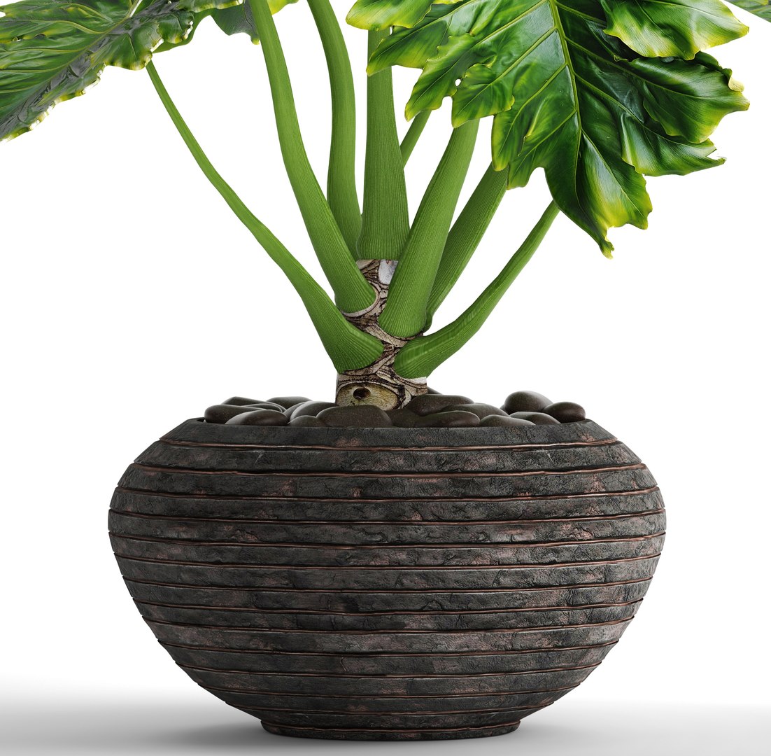 philodendron 3D https://p.turbosquid.com/ts-thumb/Kq/NDFwwk/kDoTteVV/philodendron04/jpg/1495406969/1920x1080/fit_q87/66873e07a5d7f007f49b3215aa519b47683d0ce8/philodendron04.jpg