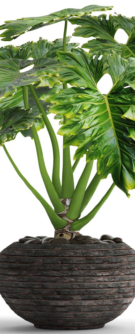 philodendron 3D https://p.turbosquid.com/ts-thumb/Kq/NDFwwk/puCeTmFc/philodendron03/jpg/1495406969/1920x1080/fit_q87/6bdeb4ac16cc3e701719f096479b4151d1ec231a/philodendron03.jpg