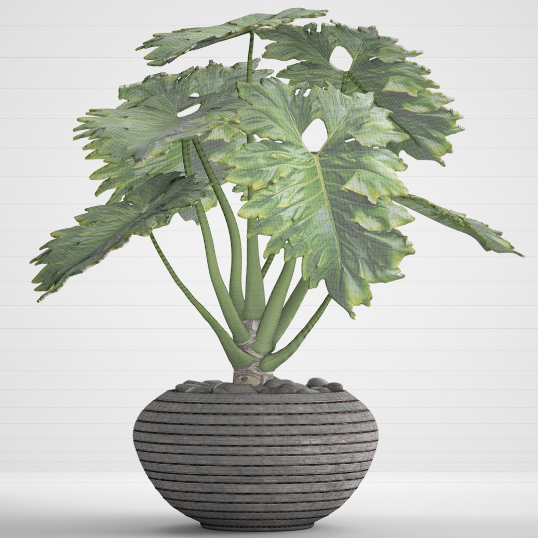 philodendron 3D https://p.turbosquid.com/ts-thumb/Kq/NDFwwk/se3IyAme/philodendron08/jpg/1495406969/1920x1080/fit_q87/10064ad8fec33cd883665434425fe1247152c40e/philodendron08.jpg