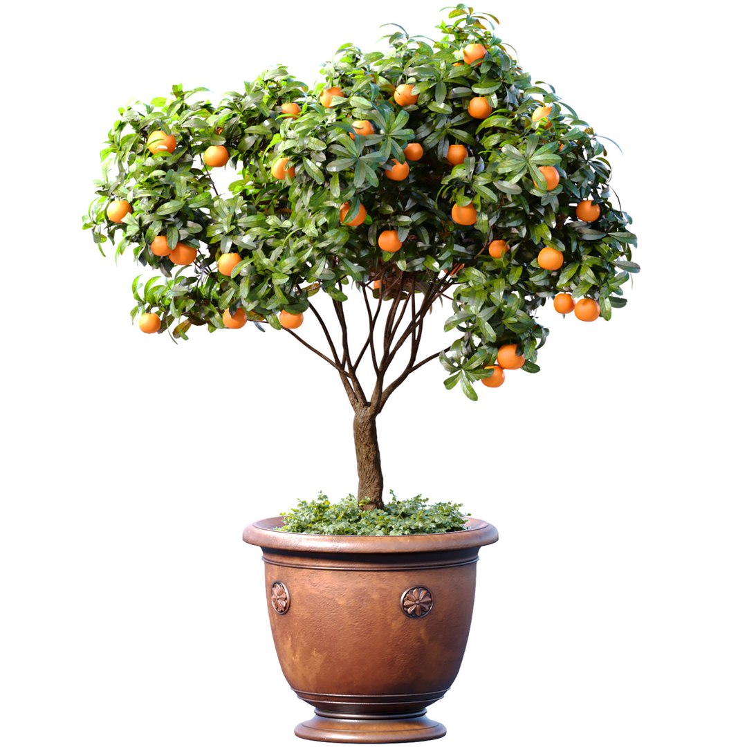 Orange Tree In A Potted Pot Decorative Citrus Mandarin Houseplant 3D ...