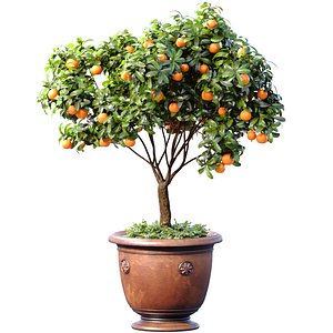 Orange tree in a potted pot Decorative Citrus Mandarin Houseplant